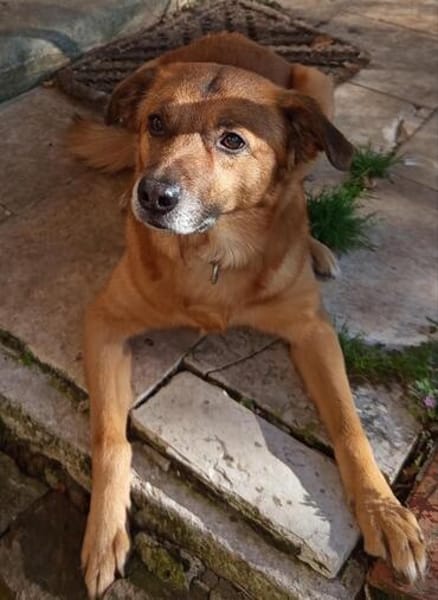 Darcy sucht seine Familie