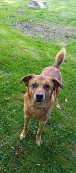 Darcy sucht seine Familie