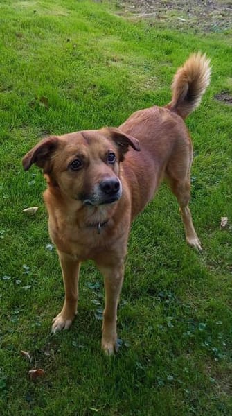 Darcy sucht seine Familie