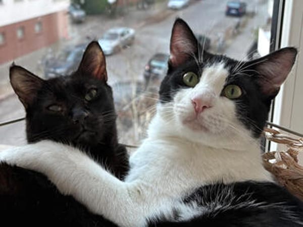 Verschmuster Charly sucht Zuhause