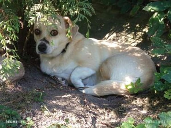 Gretel sucht ihre Familie