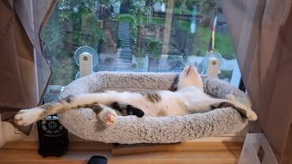 Mike sucht sein Für-immer-Zuhause