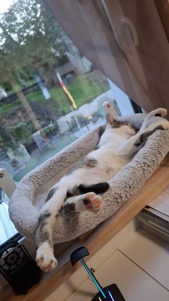 Mike sucht sein Für-immer-Zuhause