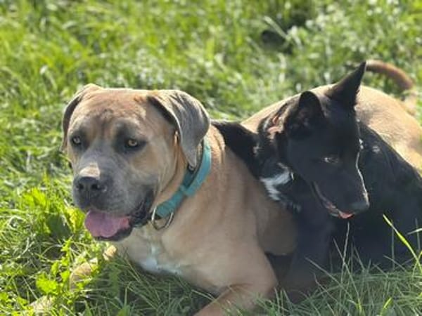 Einstein - Aufgeweckter Junghund sucht spannende Familie