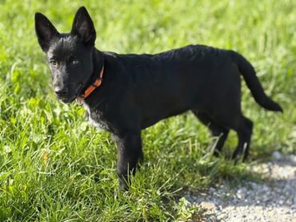 Einstein - Aufgeweckter Junghund sucht spannende Familie