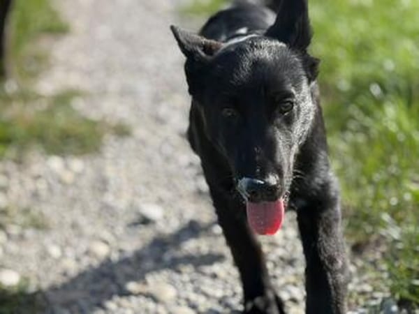 Einstein - Aufgeweckter Junghund sucht spannende Familie