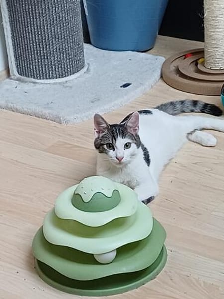 Hübscher Cocco sucht sein Für-immer-Körbchen