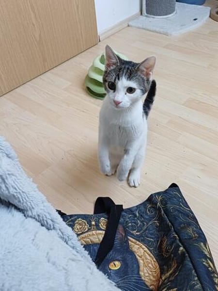 Hübscher Cocco sucht sein Für-immer-Körbchen