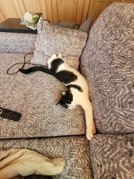Traumkätzchen Aurora sucht sein Kuschelkörbchen