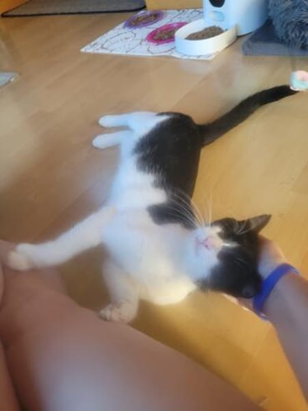 Traumkätzchen Aurora sucht sein Kuschelkörbchen