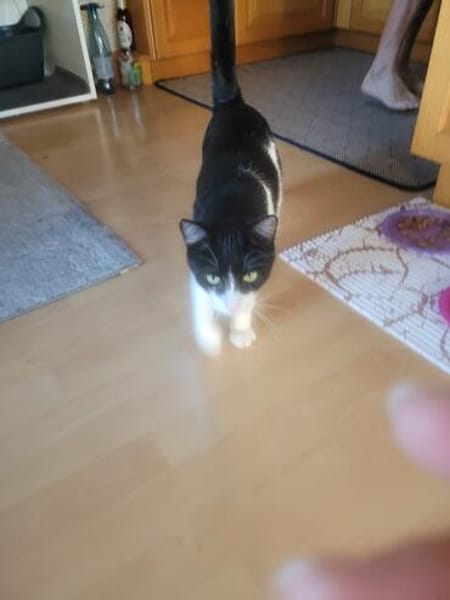 Traumkätzchen Aurora sucht sein Kuschelkörbchen