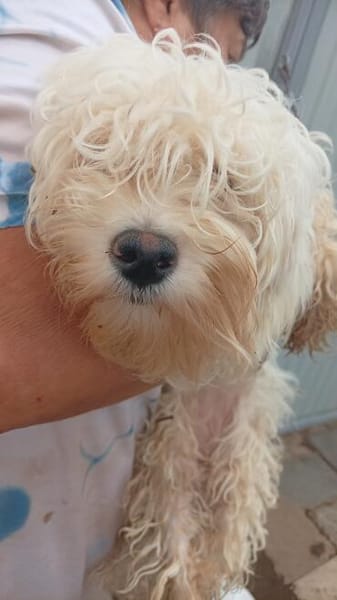 Loraine-Lili  das kleine Maltipoo-Wölkchen auf der Suche na