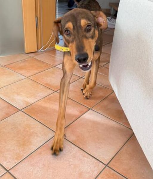 Bruno  er sucht sein Für-immer-Zuhause