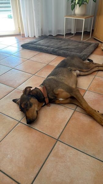 Bruno  er sucht sein Für-immer-Zuhause