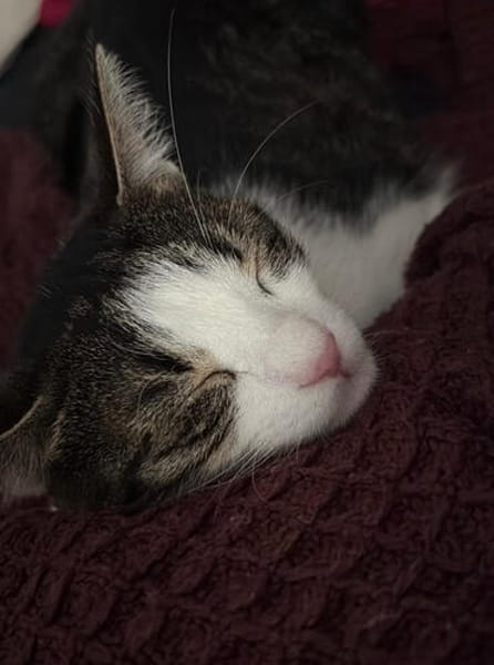 Jack, fröhlicher Schmusekater, ca. 1 Jahr
