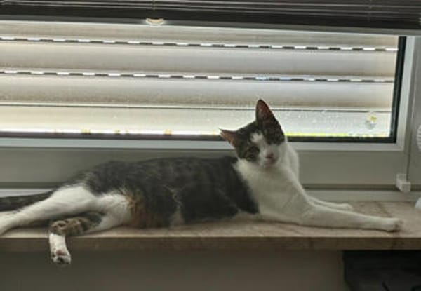 Jack, fröhlicher Schmusekater, ca. 1 Jahr