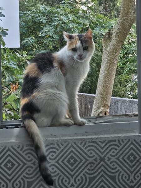 Die Freundinnen Perla FIV+ und Karla suchen ein neues Zuhaus