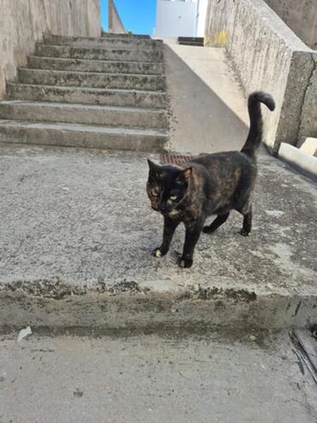 Die Freundinnen Perla FIV+ und Karla suchen ein neues Zuhaus
