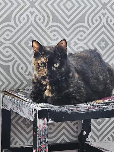 Die Freundinnen Perla FIV+ und Karla suchen ein neues Zuhaus