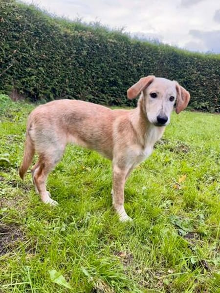 Frieda -liebenswerte Frohnatur-