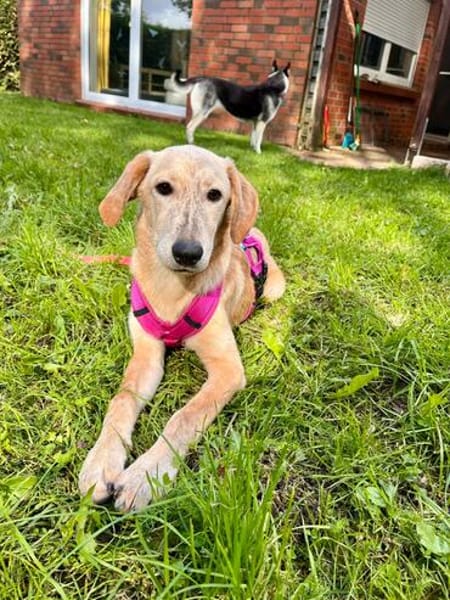 Frieda -liebenswerte Frohnatur-