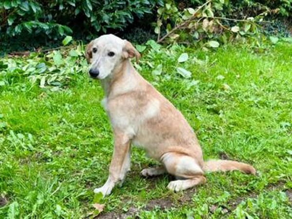 Frieda -liebenswerte Frohnatur-