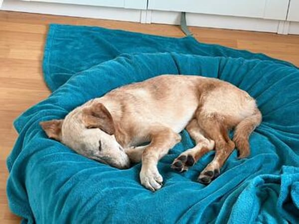Frieda -liebenswerte Frohnatur-