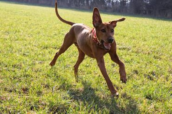 Aaramy sucht ein neues Zuhause