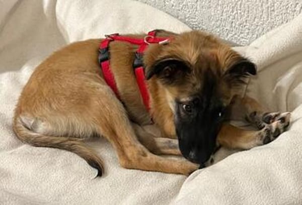 JEANNIE ° Kleine zarte Zuckermaus sucht ihr eigenes zu Hause