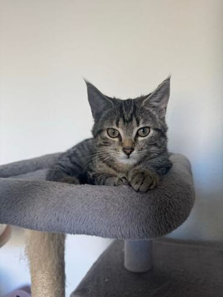 Milo sucht sein Für-immer-Zuhause