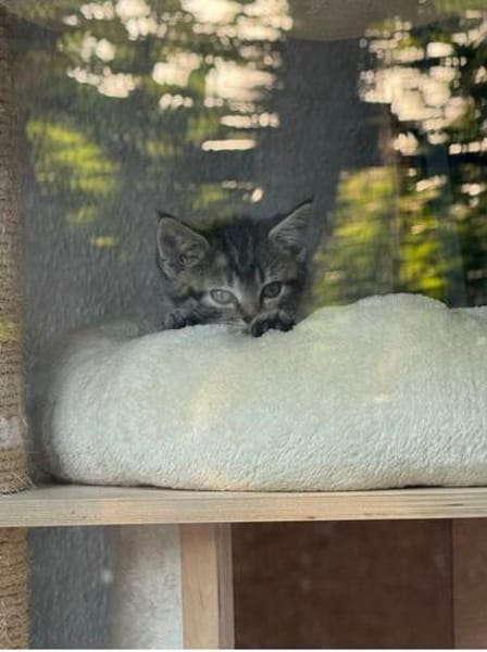 Milo sucht sein Für-immer-Zuhause
