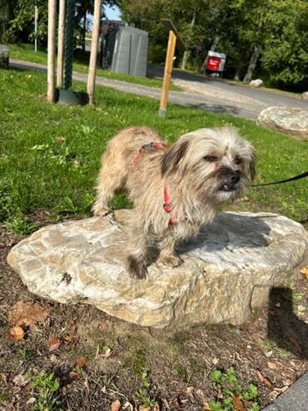 Penny sucht ein Zuhause 🏡