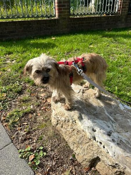Penny sucht ein Zuhause 🏡