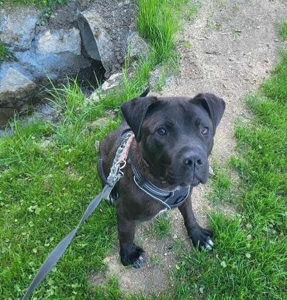 Cane Corso Mix Travis sucht seine Menschen