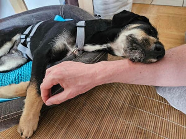 Begleitet Luca Sie durch Ihr Leben?