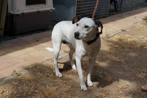 Wendy ❤ Schutzgebühr 500 Euro