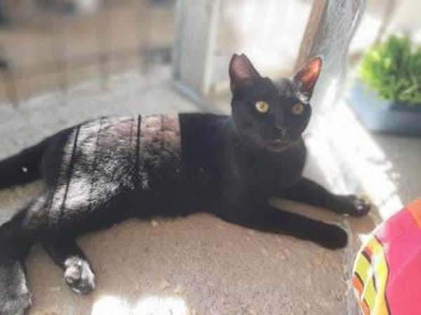 Majid, verspielter Kittenjunge, ca. 1 Jahr