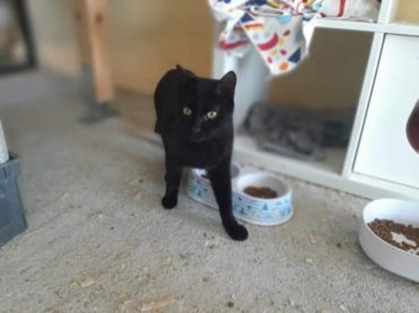 Majid, verspielter Kittenjunge, ca. 1 Jahr