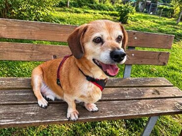 Charlie, verschmuster Senior, ca. 11 Jahre