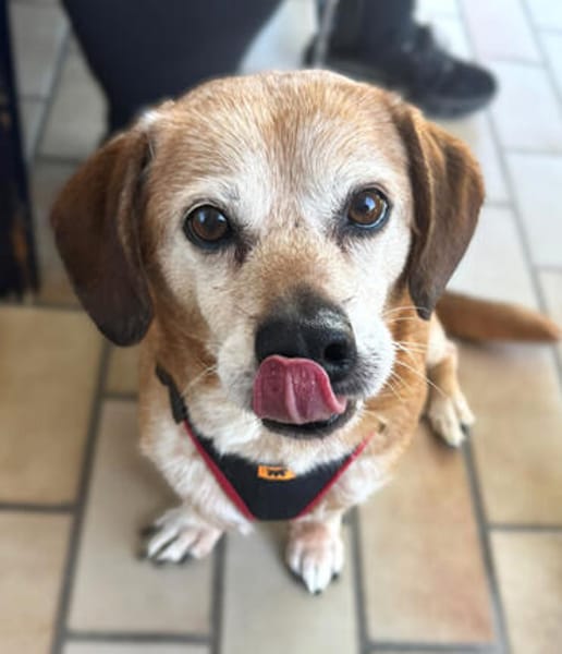 Charlie, verschmuster Senior, ca. 11 Jahre