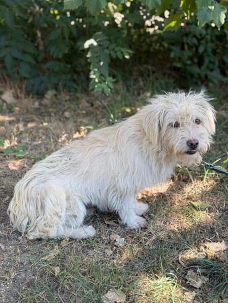 Norna sensible kleine Hundedame sucht ihr Für-Immer-Körbchen