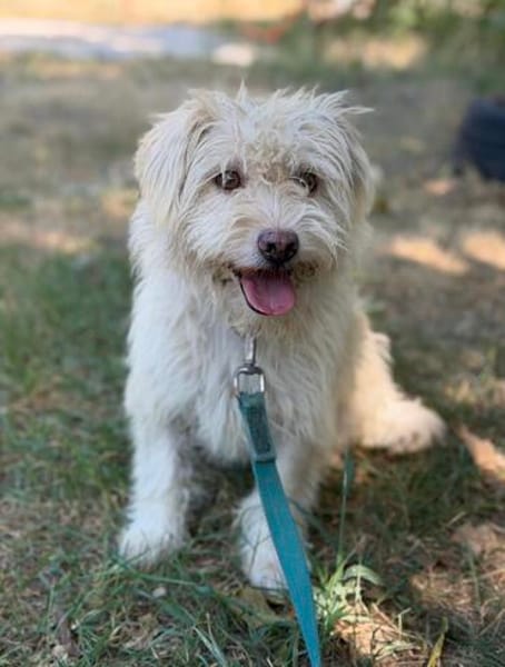 Norna sensible kleine Hundedame sucht ihr Für-Immer-Körbchen