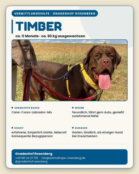 TIMBER - verspielt und neugierig