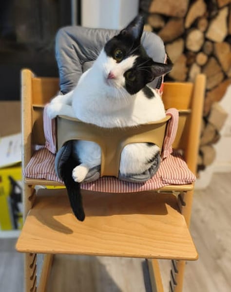 Lotta  hundeverträgliche Gute-Laune Katze, ca. 1 Jahr