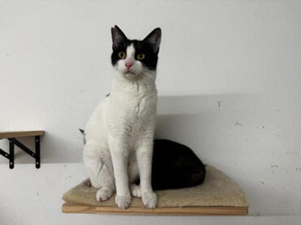 Lotta  hundeverträgliche Gute-Laune Katze, ca. 1 Jahr