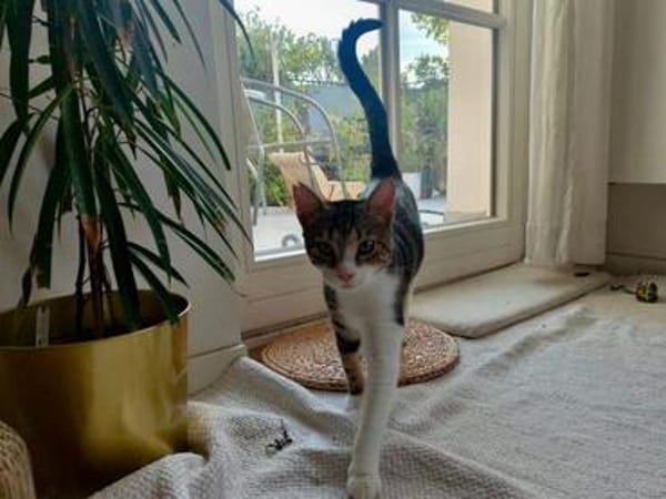 Hulk, menschenbezogener Schmusekater, ca. 1 Jahr
