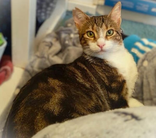 Hulk, menschenbezogener Schmusekater, ca. 1 Jahr