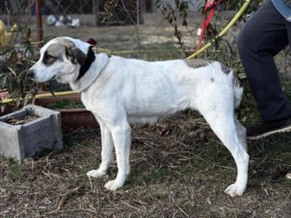 ZELA (KK)  liebevolle Hundedame