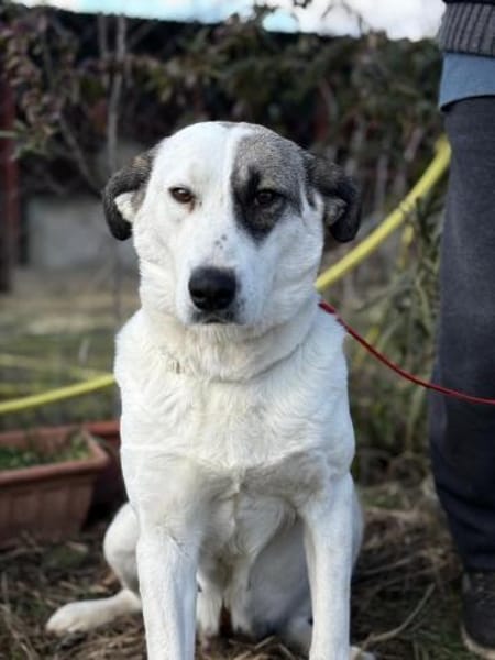 ZELA (KK)  liebevolle Hundedame