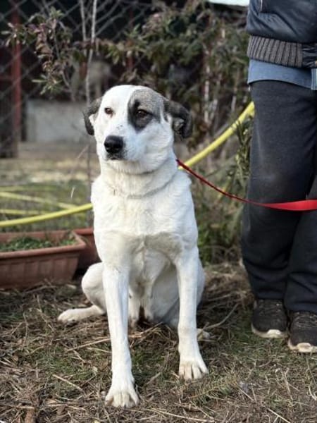 ZELA (KK)  liebevolle Hundedame